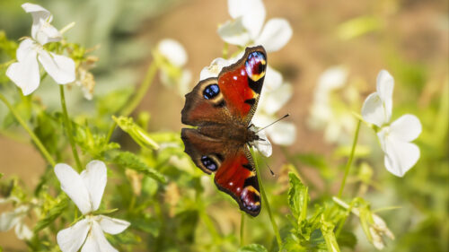 Peacock, Eye, Butterfly, Wings Wallpapers Free Download