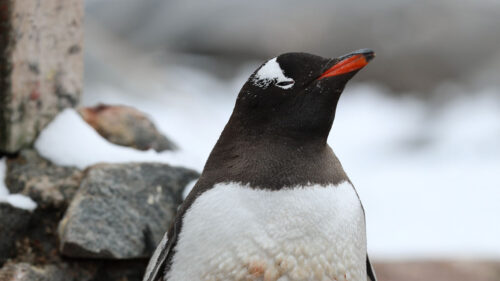Penguin, Cub, Family, Wallpapers Free Download