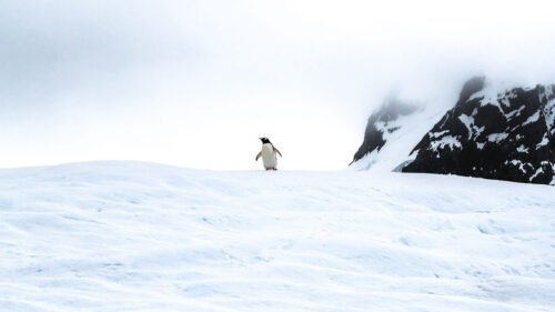 Penguin, Ice, Snow, Wallpapers Free Download