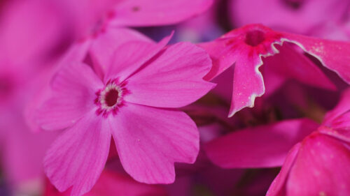 Phlox, Flower, Pink, Wallpapers Free Download