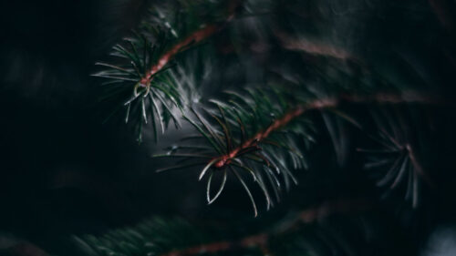 Pine, Branch, Needles, Wallpapers Free Download (2)