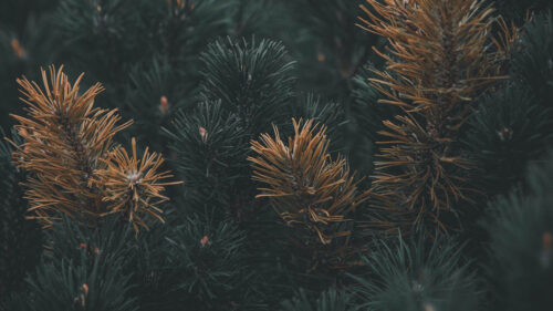 Pine, Branch, Needles, Wallpapers Free Download