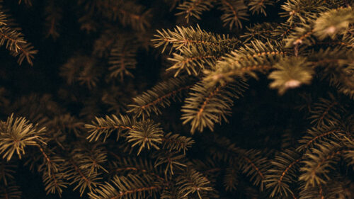 Pine, Branches, Needles, Wallpapers Free Download