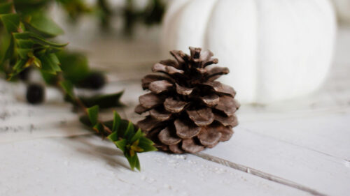 Pine, Cone, Branch, Pumpkin, Wallpapers Free Download
