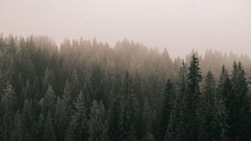 Pines, Forest, Fog, Wallpapers Free Download