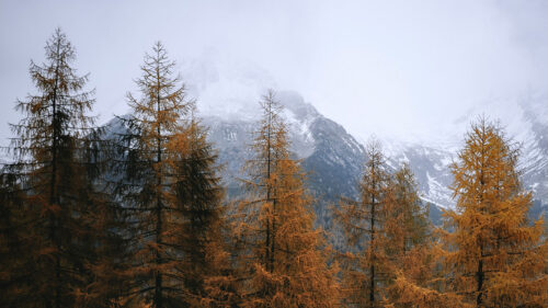 Pines, Trees, Mountain, Wallpapers Free Download