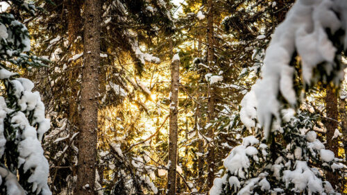 Pines, Trees, Snow, Wallpapers Free Download (2)