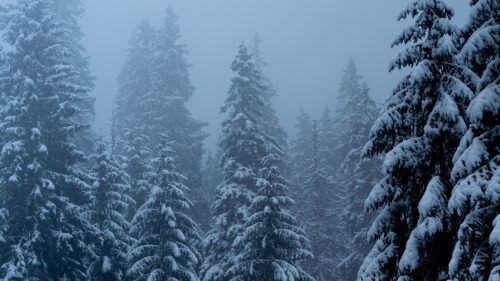 Pines, Trees, Snow, Wallpapers Free Download
