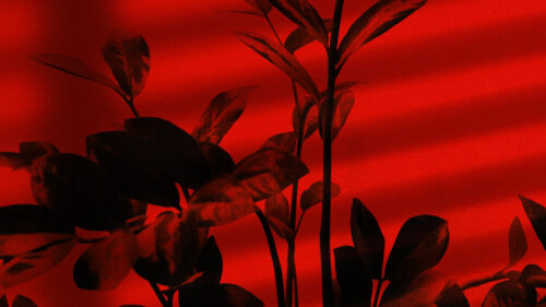 Plant, Branches, Red, Wallpapers Free Download