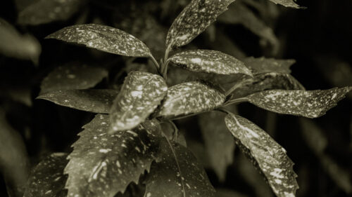 Plant, Leaves, Spots, Wallpapers Free Download