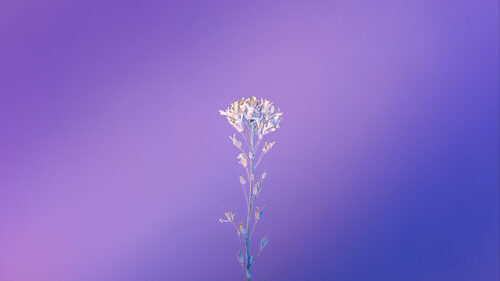 Plant, Macro, Minimalism, Wallpapers Free Download