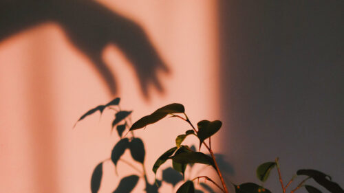 Plant, Shadow, Hand, Wallpapers Free Download