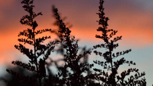 Plant, Silhouette, Dark, Wallpapers Free Download