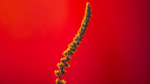 Plant, Stem, Flowers, Wallpapers Free Download
