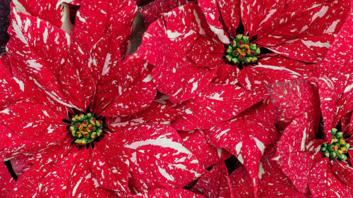 Poinsettia, Flowers, Red, Wallpapers Free Download