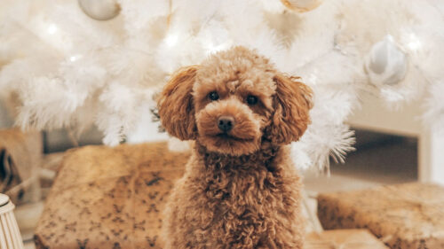 Poodle, Dog, Pet, HD Wallpapers Free Download