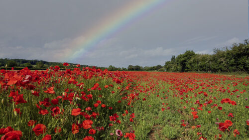 Poppies, Field, Flowers, HD Wallpapers Free Download