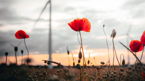Poppies, Flowers, Field, HD Wallpapers Free Download