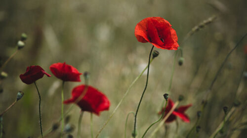 Poppies, Flowers, Red, HD Wallpapers Free Download (2)
