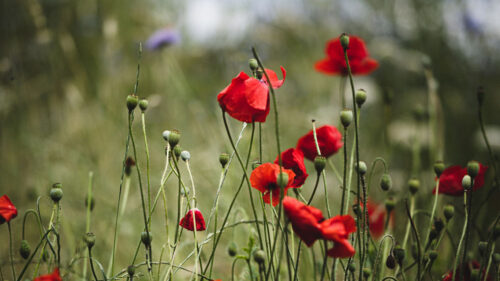 Poppies, Flowers, Red, HD Wallpapers Free Download