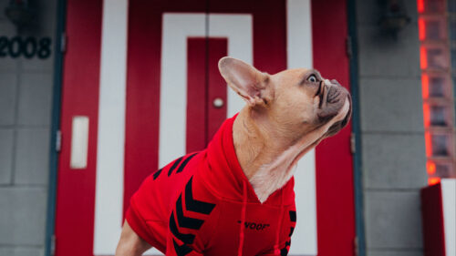 Pug, Dog, Glance, HD Wallpapers Free Download