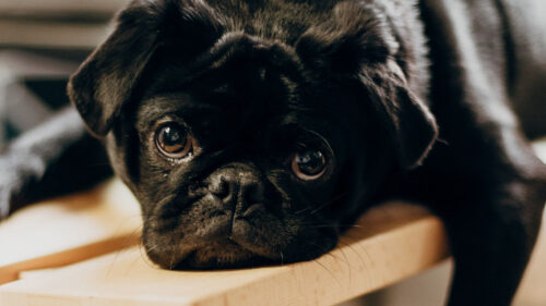 Pug, Dog, Look, HD Wallpapers Free Download