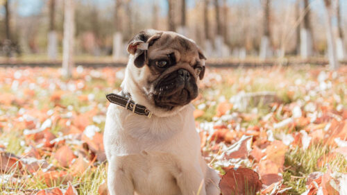 Pug, Dog, Pet, HD Wallpapers Free Download