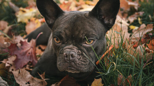Pug, Pet, Dog HD Wallpapers Free Download (2)