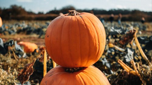 Pumpkin, Fruit, Orange, HD Wallpapers Free Download