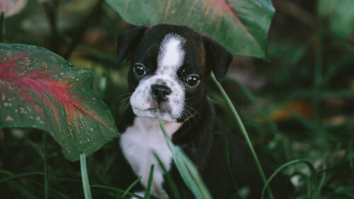 Puppy, Dog, Pet HD Wallpapers Free Download