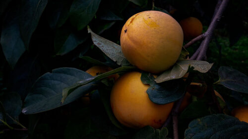 Quince, Fruit, Yellow HD Wallpapers Free Download