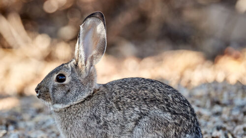 Rabbit, Animal, Gray HD Wallpapers Free Download