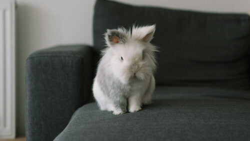 Rabbit, Animal, Pet HD Wallpapers Free Download