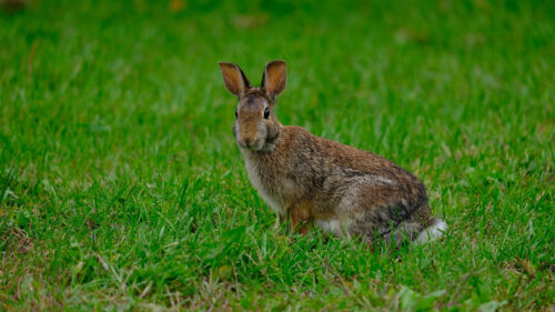 Rabbit, Gare, Grass HD Wallpapers Free Download