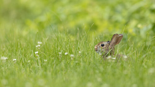 Rabbit, Grasses, Animal HD Wallpapers Free Download