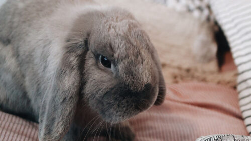 Rabbit, Gray, Animal HD Wallpapers Free Download