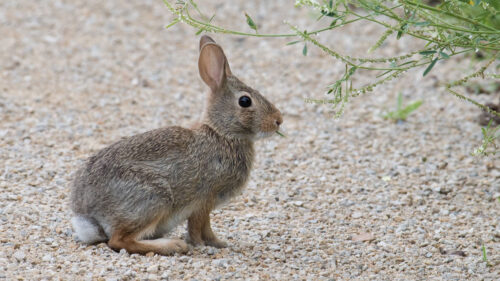 Rabbit, Hare, Profile HD Wallpapers Free Download