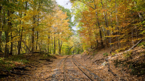 Rails, Forest, Trees HD Wallpapers Free Download