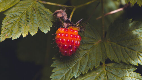 Raspberry, Berry Macro HD Wallpapers Free Download