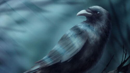 Raven, Bird, Branch HD Wallpapers Free Download
