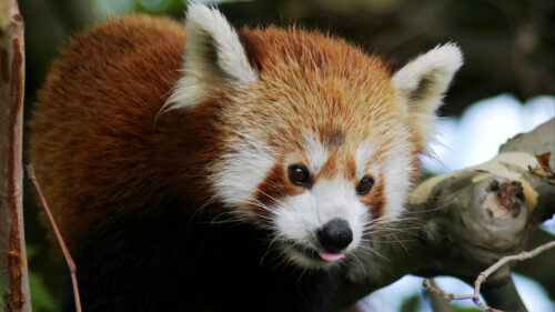 Red, Panda, Animal, Protruding, Tongue HD Wallpapers Free Download