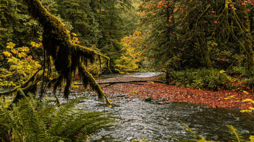 River, Branches, Fern HD Wallpapers Free Download