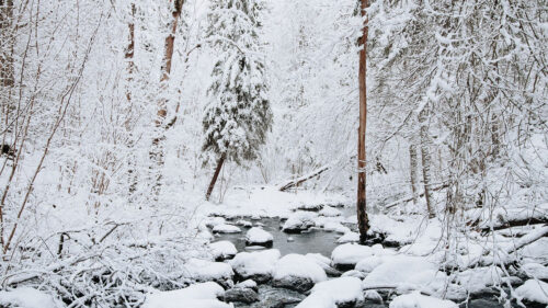 River, Snow, Trees HD Wallpapers Free Download (2)