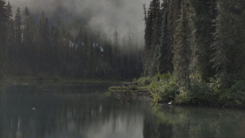 River, Trees, Forest HD Wallpapers Free Download