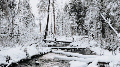 River, Trees, Snow HD Wallpapers Free Download (1)