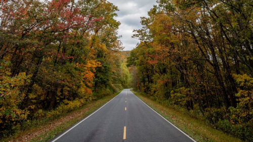 Road, Asphalt, Trees, HD Wallpapers Free Download
