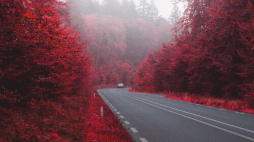 Road, Car, Autumn, HD Wallpapers Free Download