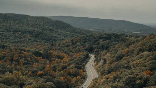 Road, Cars, Forest HD Wallpapers Free Download