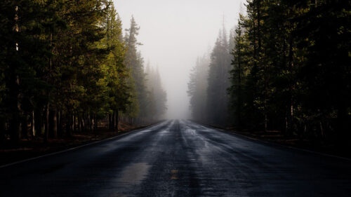 Road, Fog, Forest HD Wallpapers Free Download