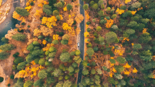 Road, Forest, Aerial, View, HD Wallpapers Free Download